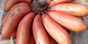Red Banana
