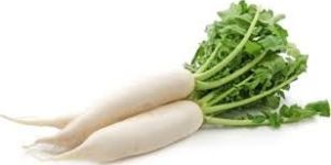 WHITE RADDISH