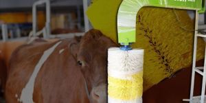 Cow Brush