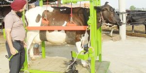 Cow Hoof Trimmer