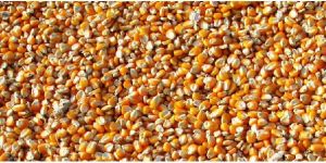 Corn Seeds