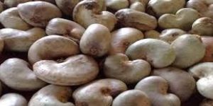 Cashew Nuts