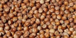 Hazelnuts