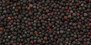 Mustard Seeds