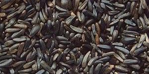 Niger Seeds
