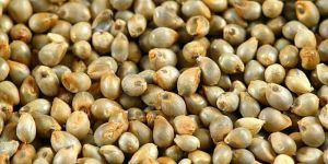 Pearl Millet Seeds