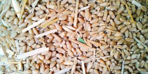 Wheat for Animal Feed