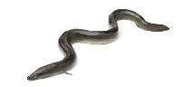 Eel Fish