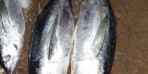 Frozen Bigeye Tuna Fish