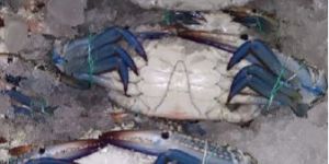 Frozen Blue Crab