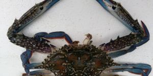 Fresh Blue Crab