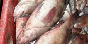 Frozen Reef Cod Fish