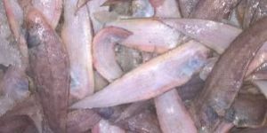 Frozen Sole Fish