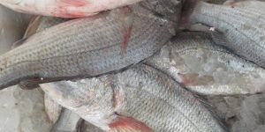 Fresh White Snapper Fish