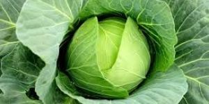 Fresh Cabbage