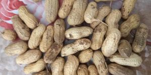 Shelled Groundnuts