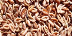 Psyllium Seeds