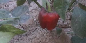 Red Capsicum