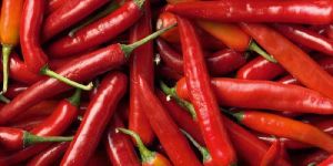 Fresh Red Chilli
