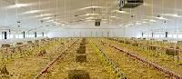 Poultry Sheds
