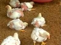 Animal Husbandry