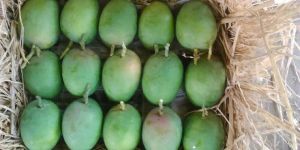 Fresh Alphonso Mangoes