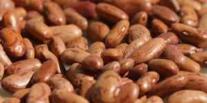 Gunwanti Light Speckled Kidney Beans
