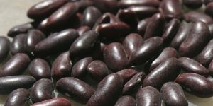 Gunwanti Red Kidney Beans