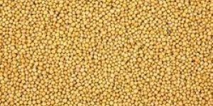 Organic Yellow Mustard