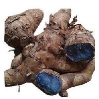 Black Turmeric
