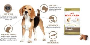 Pet Accessory