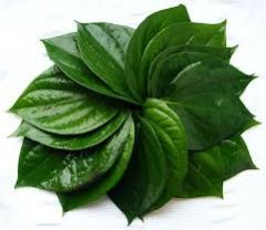 Betel Leaf