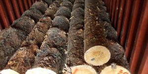Pine Logs