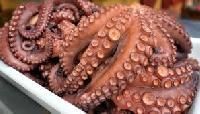 Frozen Octopus