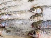 Chilled Fish
