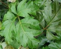 Cissus Quadrangularis