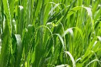 Sugandhika Dry Fruit Facial