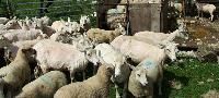Animal Husbandry