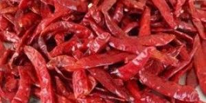 Indian Red Chilli