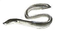 Eel Fish