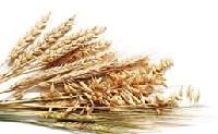 Cereal Grain