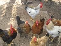 Animal Husbandry
