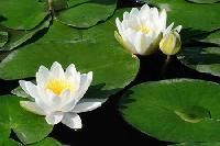 Aquatic Plants