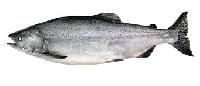Salmon Fish