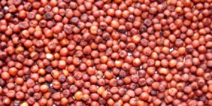 Ragi Seeds