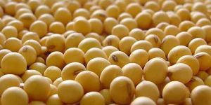 Soybean Seeds