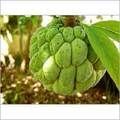 Frozen Custard Apple Pulp