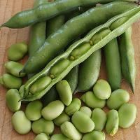 Broad Bean