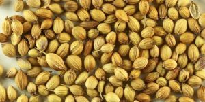Coriander Seeds