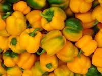 Yellow Capsicum